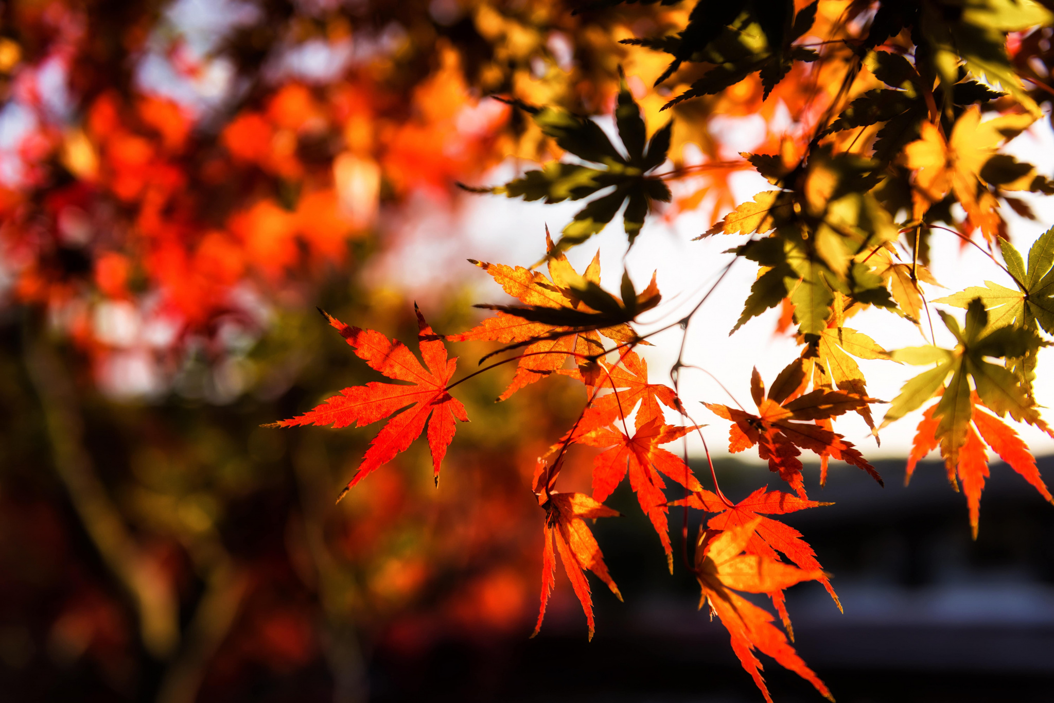 osen-listia-colorful-klen-autumn-leaves-osennie-maple-5-min.jpg